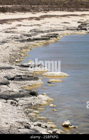 Un'immagine di Stromatolites Lake Thetis Western Australia Foto Stock