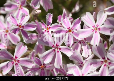 Fiori di phlox strisciante, o muschio phlox, muschio rosa, montagna phlox, Phlox subulata in un giardino in un giorno di primavera Foto Stock