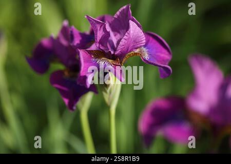 Fiori di Iris barbuto viola, Iris germanica, in un giardino in una soleggiata giornata primaverile Foto Stock