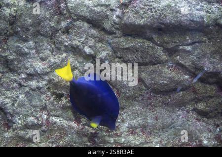 Bellissimi pesci sul fondo dell'acquario, Oceanarium, turismo d'affari Foto Stock