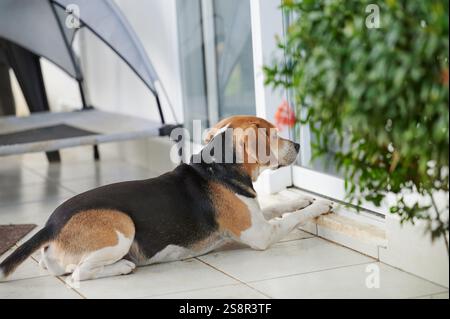 Aspetta il cane beagle fuori casa e guarda dentro Foto Stock