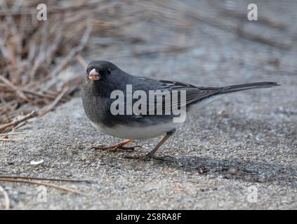 Primo piano di uno junco maschio dagli occhi scuri che si nutre per terra. Foto Stock