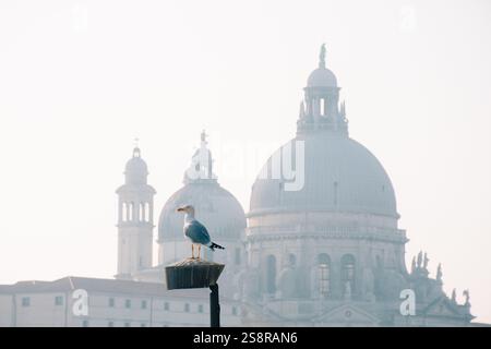 Il paesaggio veneziano Foggy presenta un tranquillo gabbiano in primo piano graziosamente Foto Stock