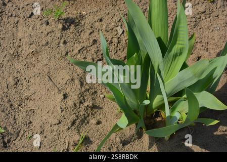 Bella natura, arbusti di Iris con foglie verdi che crescono nel giardino della casa. Foto Stock