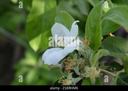 Splendidi alberi fioriti. Fiori bianchi di un melo domestico con foglie verdi che crescono in un giardino di casa. Foto Stock