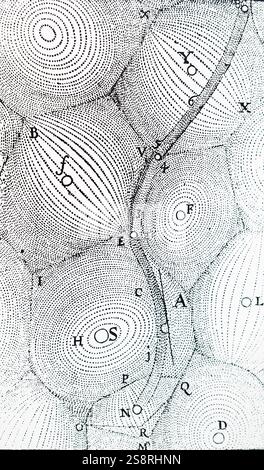 Incisione raffigurante Cartesio' universo. René Descartes (650) un filosofo francese, matematico e scienziato. Risalenti al XVII secolo Foto Stock