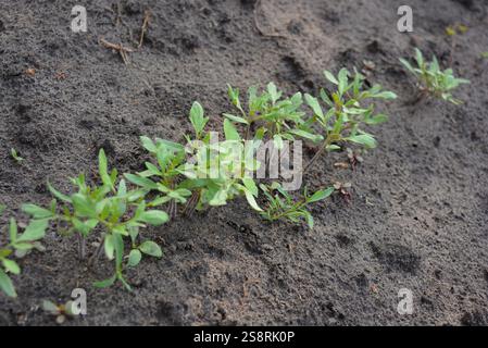 Bella natura, semi seminati. Piantine di pomodori con foglie verdi che crescono in un giardino di casa. Foto Stock