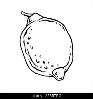 Limone isolato. Illustrazione vettoriale disegnata a mano di singoli agrumi in stile inciso per l'etichetta o l'icona del succo. Disegnare il contorno della calce o del citrone Illustrazione Vettoriale
