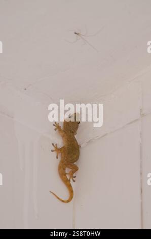 Geco da parete di Boettger Tarentola boettgeri boettgeri boettgeri e spider cosmopolita della cantina in cima. Cruz de Pajonales. Tejeda. Gran Canaria. Isole Canarie. SP Foto Stock