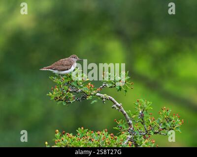 Adulto comune di sandpiper Actitis hypoleucos arroccato sul biancospino Crataegus monogyna, Glen Roy National Nature Reserve, Highland Region, Scozia, Regno Unito, giugno Foto Stock