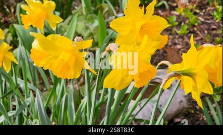 Il Daffodil selvaggio, Narcissus Pseudonarcissus. Fiori gialli primaverili che crescono all'aperto Foto Stock