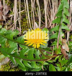 Fiori di leone giallo in fiore (Taraxacum officinale) nel giardino in primavera. Dettaglio di leoni comuni luminosi nel prato in primavera. Foto Stock