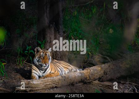 Una maestosa tigre del Bengala che guarda direttamente nella fotocamera, seduto graziosamente in una fitta foresta con la luce del sole che ne mette in risalto il volto. Foto Stock