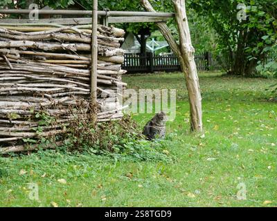 tom a righe grigie con occhi gialli-verdi guarda direttamente nella fotocamera. Il suo comportamento rilassato lo rende un motivo popolare per gli amanti dei gatti. Foto Stock