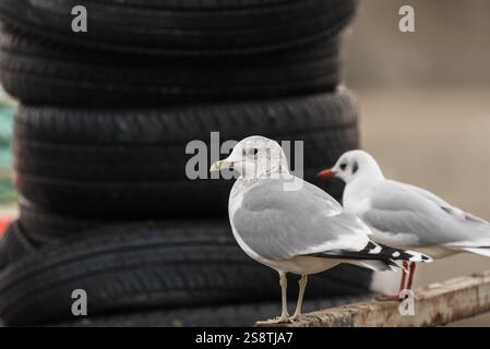 Gabbiano arroccato (Larus canus) a Leigh on Sea, Essex Foto Stock