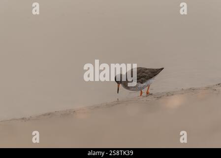 Foraging Redshank (Tringa totanus) a Leigh on Sea, Essex Foto Stock