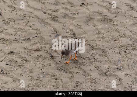 Foraging Redshank (Tringa totanus) a Leigh on Sea, Essex Foto Stock