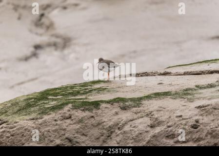 Foraging Redshank (Tringa totanus) a Leigh on Sea, Essex Foto Stock