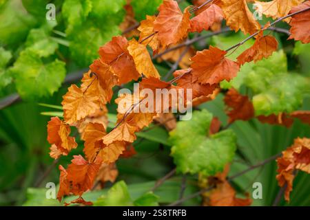Muscadine, vite in autunno Foto Stock