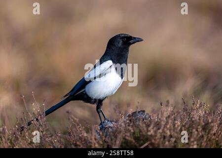 Magpie eurasiatiche / magpie comuni (Pica pica) che scavano sulla carcassa di lepre morta nelle brughiere Foto Stock