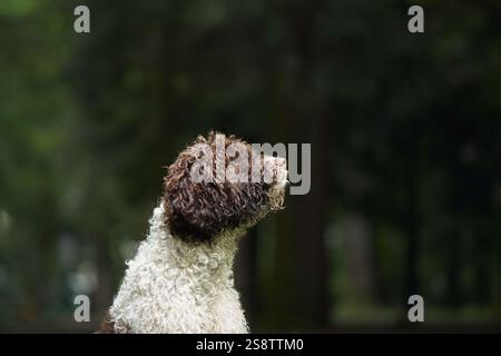 Un Lagotto Romagnolo si trova in una zona di luce naturale circondata da una vegetazione lussureggiante. L'ambiente calmo e tranquillo mette in risalto il comportamento rilassato del cane. Foto Stock