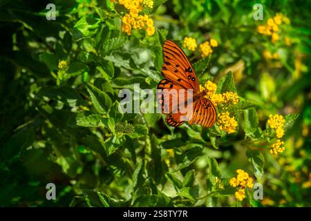 Gulf Fritillary su un fiore di Lantana Foto Stock