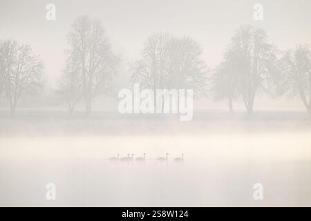 Gruppo di cigni che galleggiano su un lago nebbioso con alberi parzialmente oscurati Foto Stock