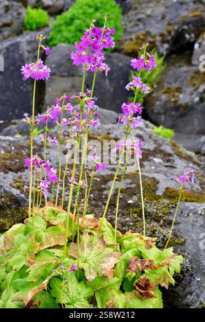 La Primula jesoana è un'erba perenne originaria del Giappone e della Corea. Foto Stock