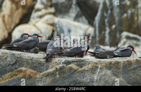 Inca terns che riposano vicino a una colonia sull'isola, nel Perù centrale Foto Stock