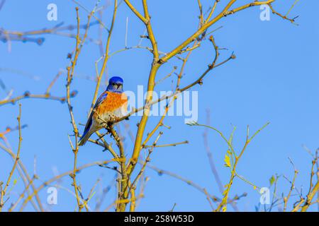 USA, Arizona, Tucson. Uccello rosso occidentale maschio nell'albero. Foto Stock