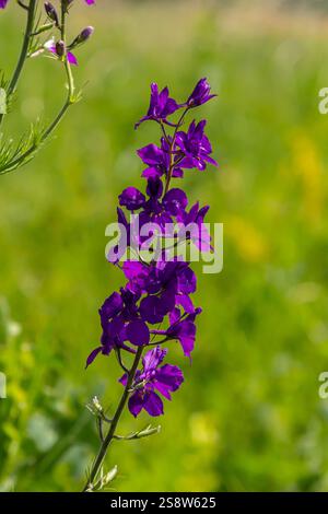 Solida orientalis. Larkspur orientale. Fiori viola luminosi su un prato verde. Foto Stock