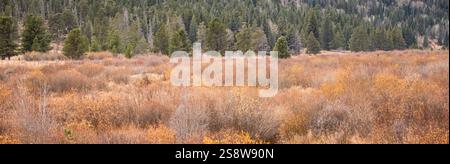 Parco Nazionale delle Montagne Rocciose, Colorado. Foto Stock