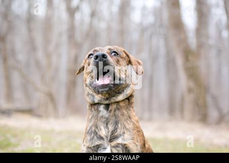 Un cane di razza mista brindle con un'espressione divertente dagli occhi larghi sul viso Foto Stock