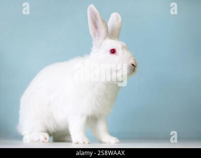 Un coniglio bianco della nuova Zelanda con gli occhi rossi Foto Stock