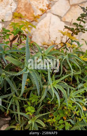Pianta comune di aloe vera che cresce vicino a una casa a Peschici, regione Puglia, Italia. Foto Stock