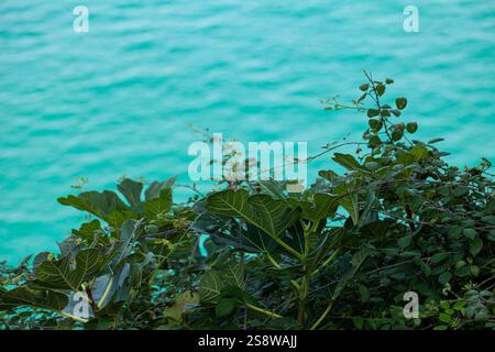 Le vivaci piante mediterranee si aggrappano alle rocce aspre, in contrasto con il blu intenso del mare Adriatico. Foto Stock