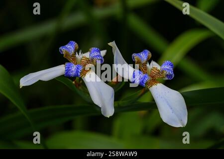 USA, Hilo, Hawaii. Iris a piedi al Tropical Bioreserve and Garden Foto Stock