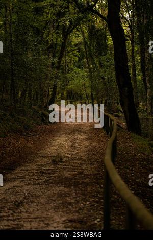 Il Gargano è un Parco Nazionale della Puglia in Italia. Il Gargano è parzialmente coperto dall'antica foresta di Foresta Umbra, l'unica quercia rimasta Foto Stock