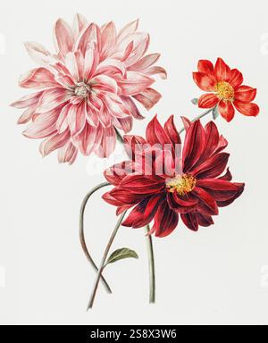 Dahlias di Willem Hekking (i) (1806–1862). Immagine leggermente testurizzata. Foto Stock