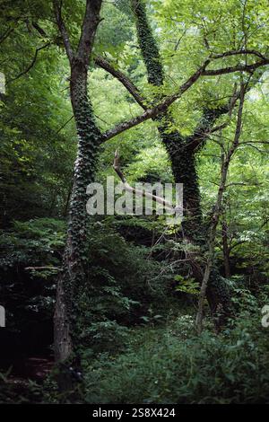 Due alberi verdi nella foresta ricoperti di foglie Foto Stock