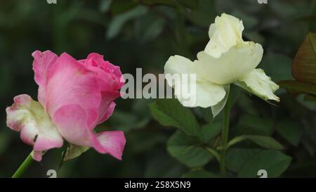 Un bellissimo contrasto della natura: Due rose, una rosa tenue e l'altra bianco puro, che fioriscono graziosamente fianco a fianco, simboleggiano l'armonia. Foto Stock