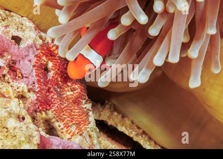 Questo pesce pagliaccio occidentale, l'Amphiprion ocellaris, custodisce le uova deposte su una roccia corallina sotto un magnifico anemone marino, l'Heteractis magnifica, dove si trova il Foto Stock