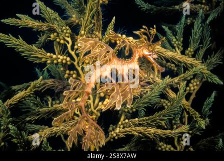 Questo drago verde, Phycodurus eques, è perfettamente mimetato contro la vita vegetale sotto un molo fino Spencer Gulf in South Australia. Foto Stock