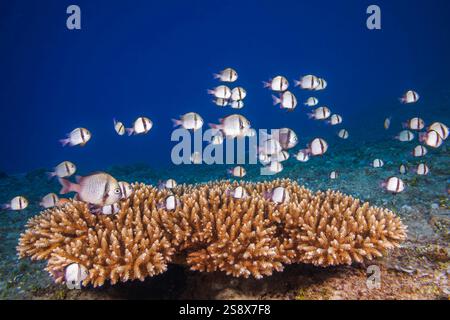 Una scuola di dascyllus reticolato, Dascyllus reticulatus, si trova vicino alla colonia di coralli dove si ritireranno al primo segnale di pericolo, Foto Stock