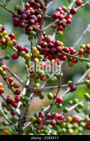Costa Rica, tipica piantagione di caffè. Pianta di caffè ricoperta di bacche di caffè. Foto Stock