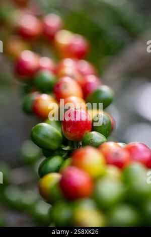 Costa Rica, provincia di Alajuela. Tipica piantagione di caffè arabica. Dettaglio delle bacche di caffè sulla pianta. Foto Stock