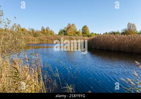 Tranquille riflessioni autunnali su un tranquillo lago forestale. Alberi che riflettono l'acqua naturale, atmosfera autunnale tranquilla, grandangolo, scattato da terra, Foto Stock