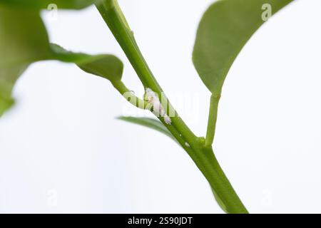 Mealybug che mangia pianta su sfondo bianco da vicino. Problema di giardinaggio, pianta di casa dei fiori danneggiata Foto Stock