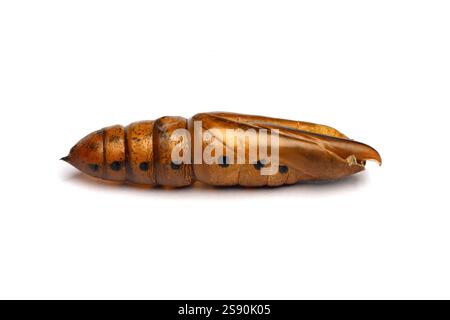 Grande pupa cocoon macro. Oleander Hawk-moth o Daphnis nerii Foto Stock