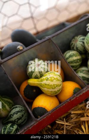 Buongustai a righe e multicolori in un contenitore in metallo rustico diviso Foto Stock